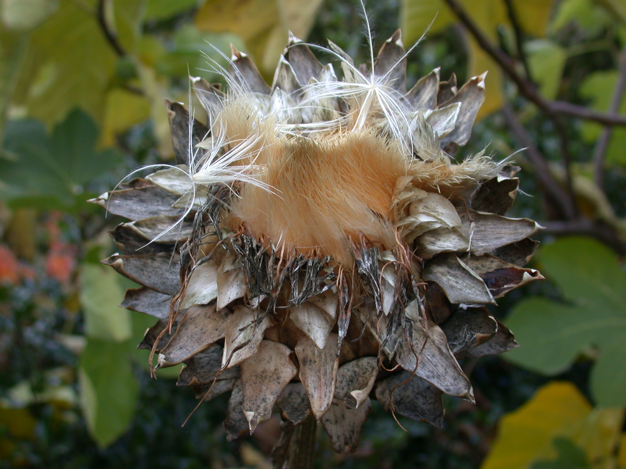 Mature Artichoke Seed